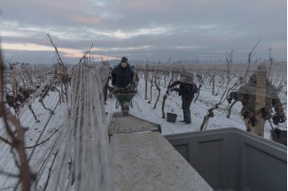 vino